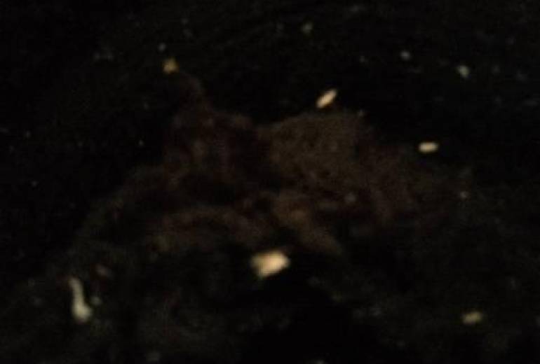 貧困の家族、貧困蛍