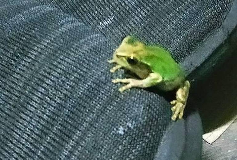 カエル迷子の思い、久保田君が導いてくれた（こんな井の蛙の僕を）