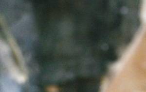 落書き犬(牛?) - 真鍋哲地