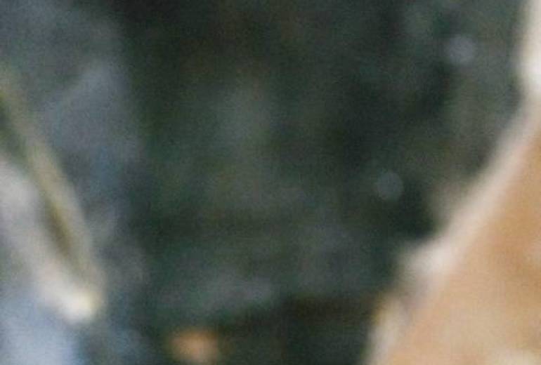 落書き犬（牛？）