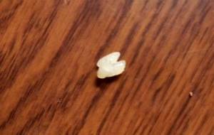 餓えてお腹すいて、頭おかしくなりそう - 真鍋哲地