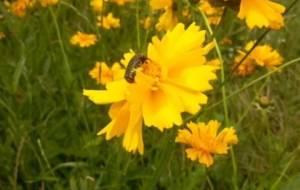 ハナムグリ愛して、ありがとうって - 真鍋哲地