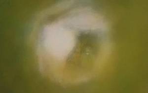 初夏讃美歌ハナムグリ絵画バージョン - 真鍋哲地