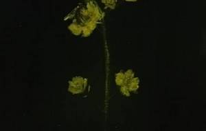 過去作品、花と蜂 - 真鍋哲地