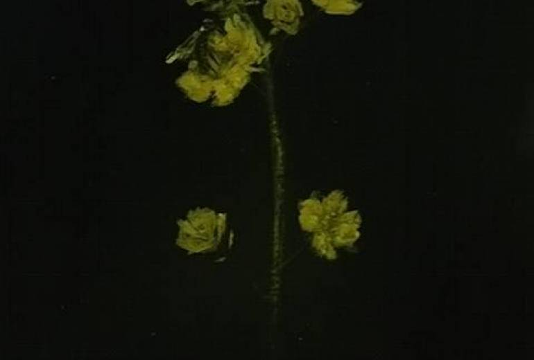 過去作品、花と蜂