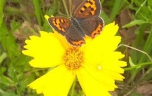 虫達の初夏 - 真鍋哲地