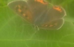 緑目楽留尊 - 真鍋哲地