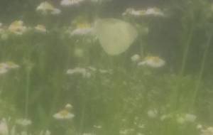 心から優しい色 - 真鍋哲地