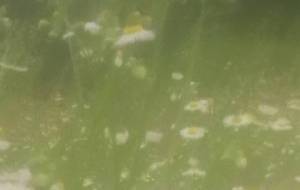 幻聴?花達の歌声 - 真鍋哲地