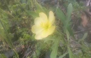 黄色い花たち（母さんの夢） - 真鍋哲地 