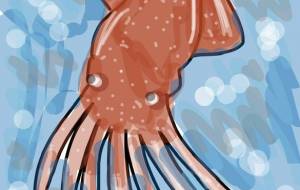 ダイオウイカ - わらび