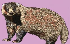 ニホンアナグマ - YU