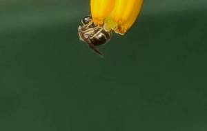 あさカツ - 林田きよし