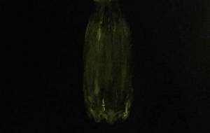 改良型作品 - 真鍋哲地