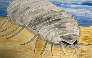 ダイオウグソクムシ、全体図 - わらび