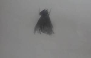 例えば世界が君を、でも僕は君が - 真鍋哲地