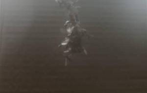 自然界、インスタレーション生存競争 - 真鍋哲地