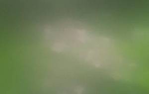 紫陽花、(梅雨の終わりを告げてる) - 真鍋哲地