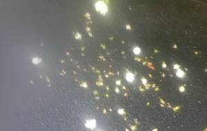 凄く、女好きな、人がいるある意味、凄い - 真鍋哲地