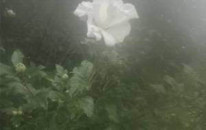 花、花、花、母さんが笑ってる - 真鍋哲地