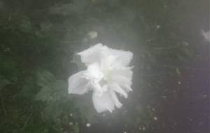 そんなにおれおれなんで - 真鍋哲地