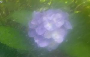 窓際紫陽花（父と） - 真鍋哲地 