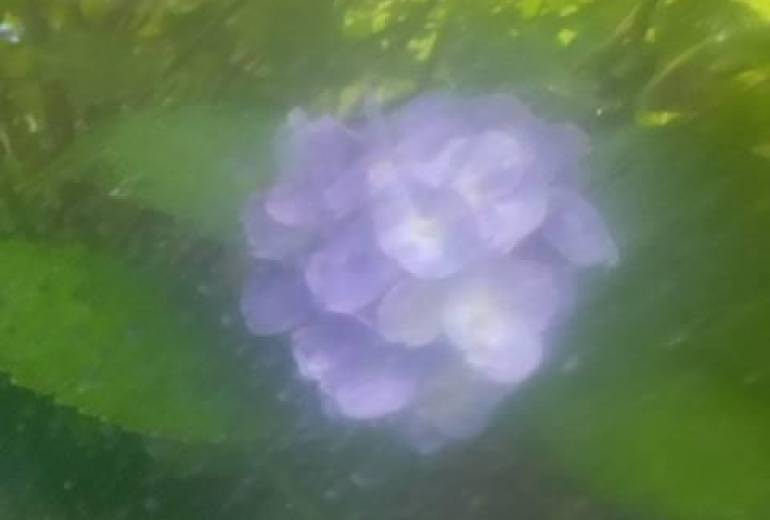 窓際紫陽花（父と）