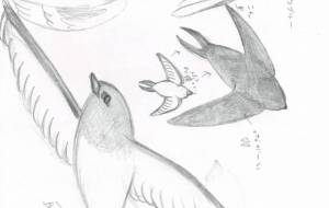 ツバメ観察1 - naomi