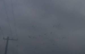 鳥達、我宇宙無限投影症候群障害 - 真鍋哲地