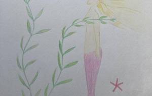 桃色の人魚 - みちる