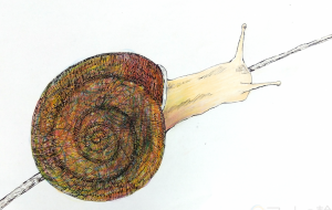 ジェンダーレスカタツムリ - 【イベント】可能性アートプロジェクト 2024