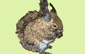 ニホンリス - 【イベント】可能性アートプロジェクト 2024