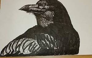 カラスさん - 繭