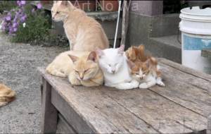 猫の写真230724 - うっち