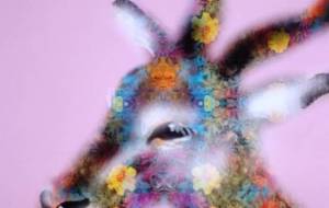 インパラと花 - 相田朋子