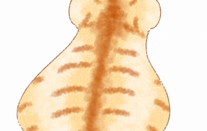 やんちゃなこねこ - Lion
