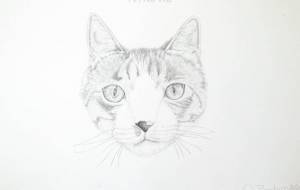 キジトラ - 【イベント】可能性アートプロジェクト 2024