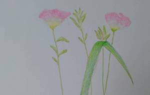 ぴんく - 【イベント】可能性アートプロジェクト 2024