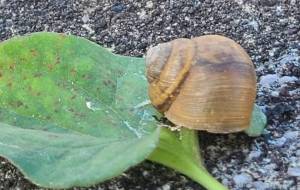 ひなたごっこ - 林田きよし