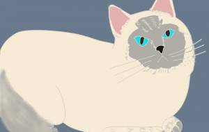 ラグドールちゃん - ちろ