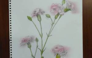 カーネーション - 【イベント】可能性アートプロジェクト 2024