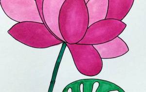 蓮の花 - ゆかたん