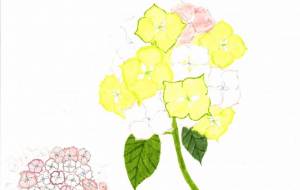 あじさい - 【イベント】可能性アートプロジェクト 2024