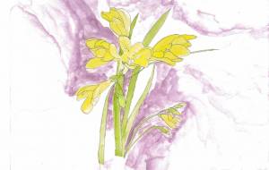 フリージア - YOSHIMI