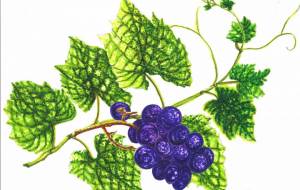 ぶどう - 【イベント】可能性アートプロジェクト 2024