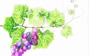 ぶどう - 【イベント】可能性アートプロジェクト 2024