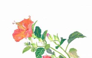 ハイビスカス - 【イベント】可能性アートプロジェクト 2024