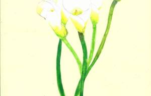 カラー - 【イベント】可能性アートプロジェクト 2024