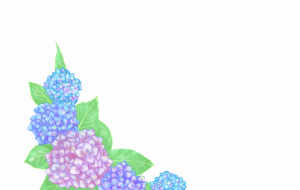紫陽花 - mado 