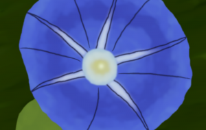 あさがお - zibun